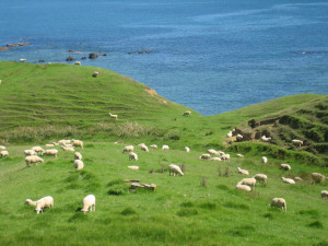 coromandel-coastal-walkway-06.JPG