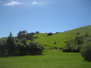 coromandel-coastal-walkway-07.JPG