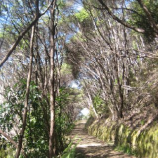 coromandel-coastal-walkway-09