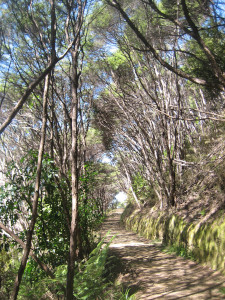 coromandel-coastal-walkway-09.JPG