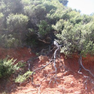 coromandel-coastal-walkway-08