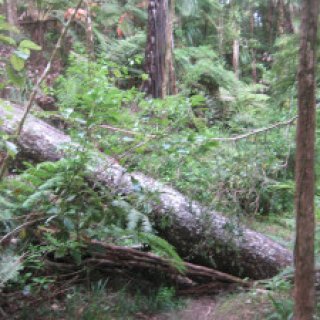 Waipapa-River-Trac04