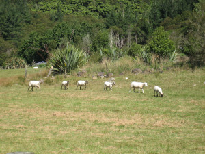 Te-Waikoropupu-Springs-Private-Power-Station-05.JPG