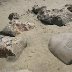 Moeraki-Boulders-Beach-03