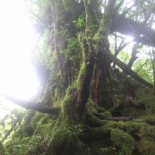 shiratani-04