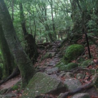 shiratani-03