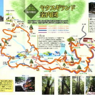 yakusugiland-01