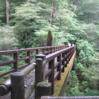 yakusugiland-02