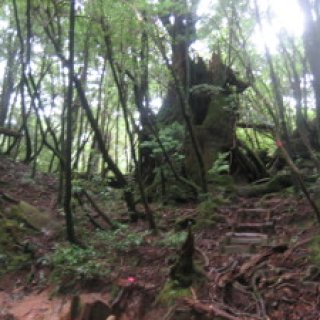 yakusugiland-04