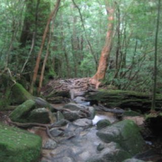 jouimonsugi-04