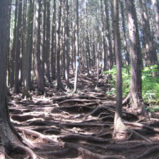 2018-05-14-jimba-takao-03