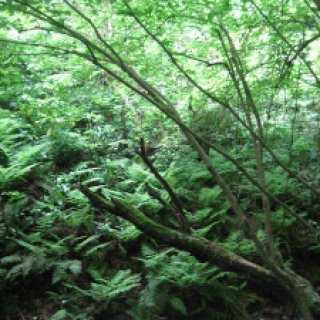 2018-05-14-jimba-takao-09