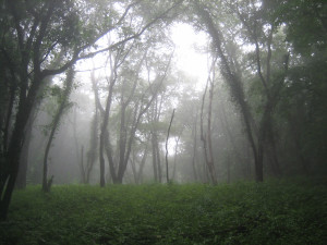 2018-07-07-minoyama-06.JPG