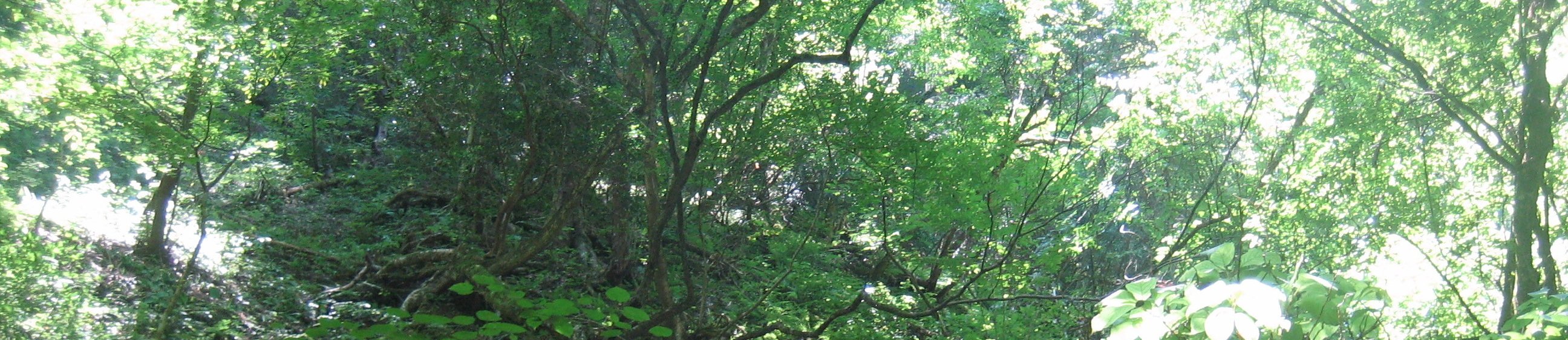 御岳山 banner image