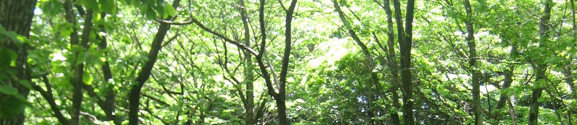 日本旅 banner image