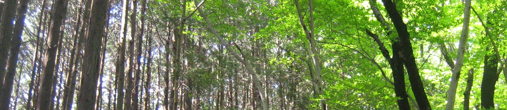 高尾山 banner image