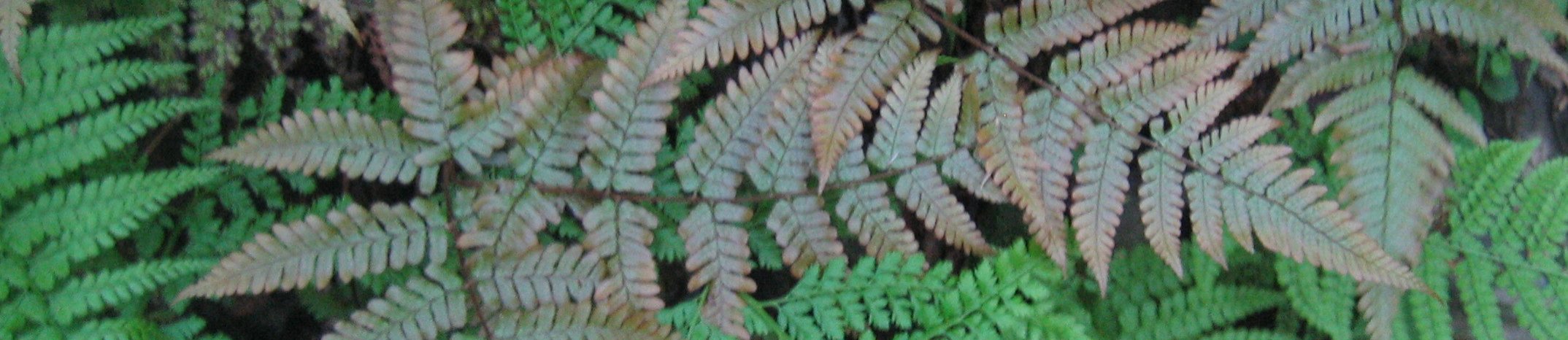 高尾山 banner image