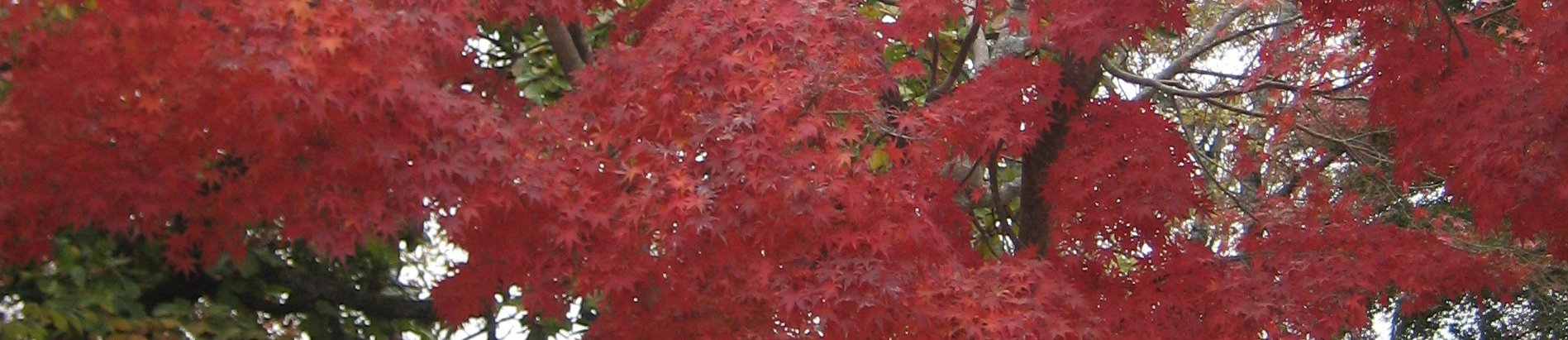 高尾山 banner image