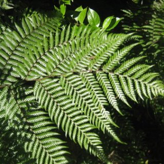 2017-NZ-037