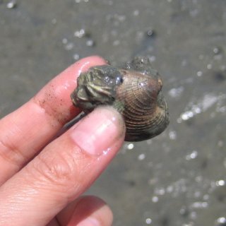 2017-NZ-062