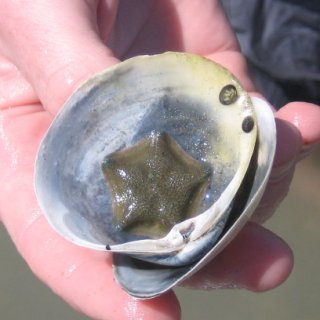 2017-NZ-072