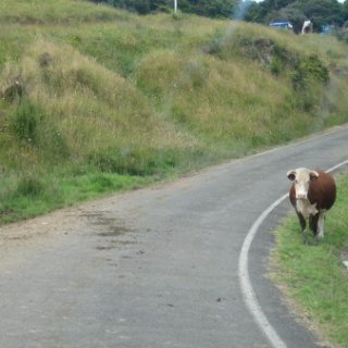 2017-NZ-127