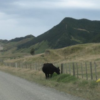 2017-NZ-143