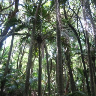 2017-NZ-240