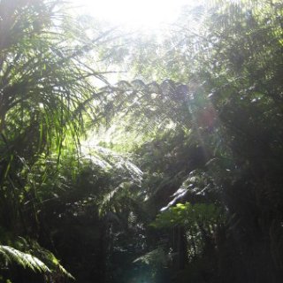 2017-NZ-243