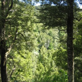 2017-NZ-245