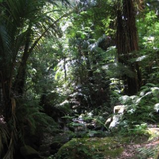 2017-NZ-248