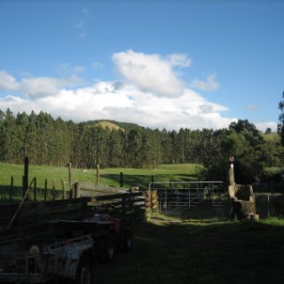 2017-NZ-295