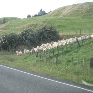 nz2017-2-009
