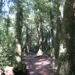 nz2017-2-083