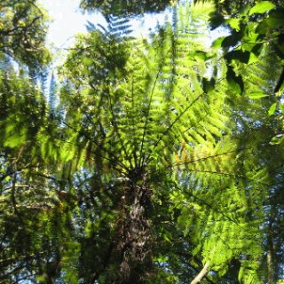 nz2017-2-087
