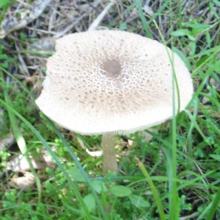 nz2017-2-096