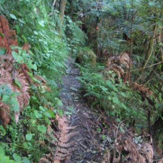 nz2017-2-106