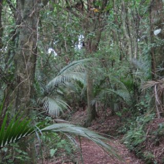 nz2017-2-160