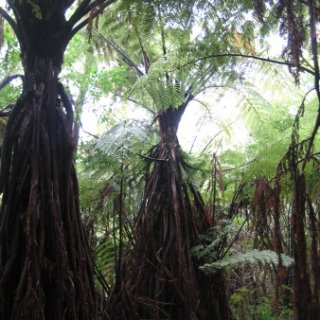 nz2017-2-192