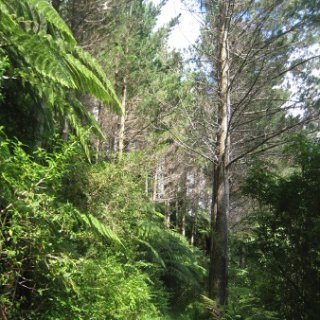 nz2017-2-194