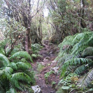 nz2017-2-232