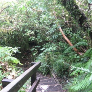 nz2017-2-233