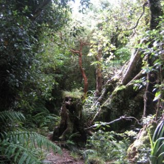 nz2017-2-239