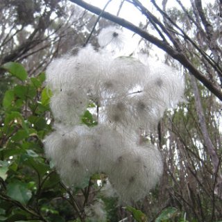 nz2017-2-247