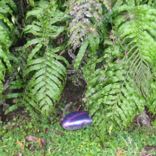 nz2017-2-264