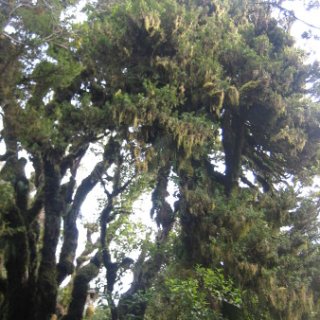 nz2017-2-268
