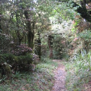 nz2017-2-294