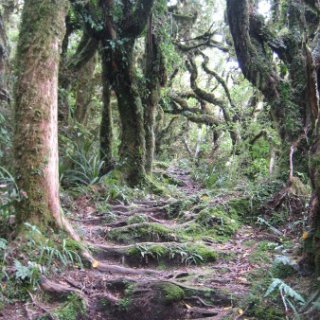 nz2017-2-300