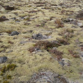 nz2017-2-381