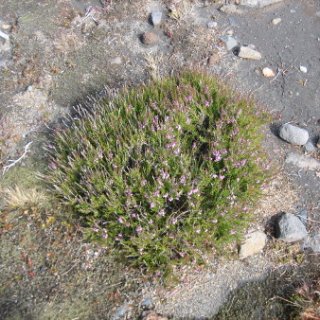nz2017-2-382